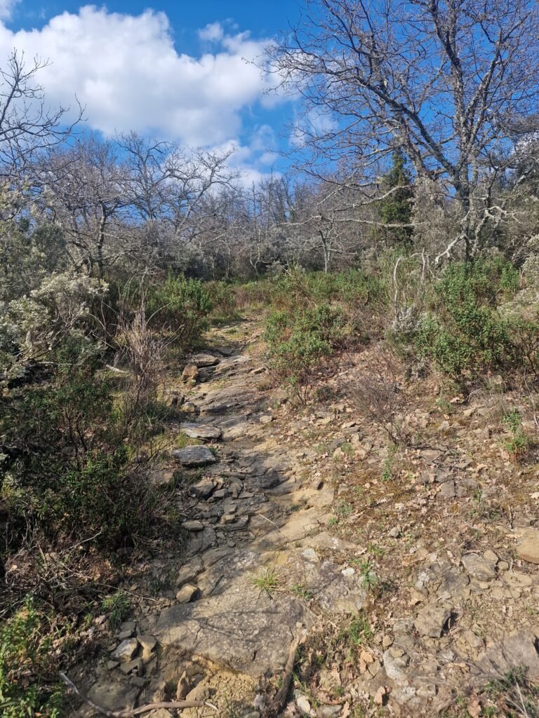 Wandelpad door de begroeing